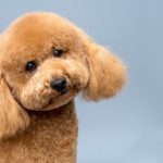 Découvrez comment la danse canine peut transformer la vie de votre chien et renforcer votre lien avec lui !