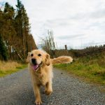 Découvrez comment la marche peut transformer la santé de votre chien et prolonger sa vie !