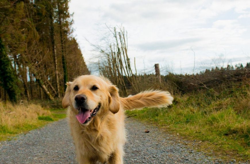 Découvrez comment la marche peut transformer la santé de votre chien et prolonger sa vie !
