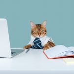 Découvrez comment la socialisation avec des humains peut transformer la vie de votre chat !