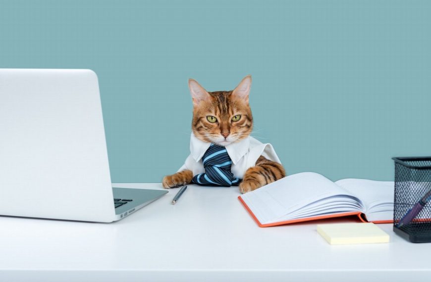 Découvrez comment la socialisation avec des humains peut transformer la vie de votre chat !