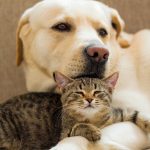 Découvrez comment la stimulation mentale peut transformer votre chien en génie canin !