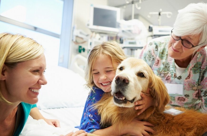 Découvrez comment la thérapie par la lumière peut révolutionner la santé de votre chien !