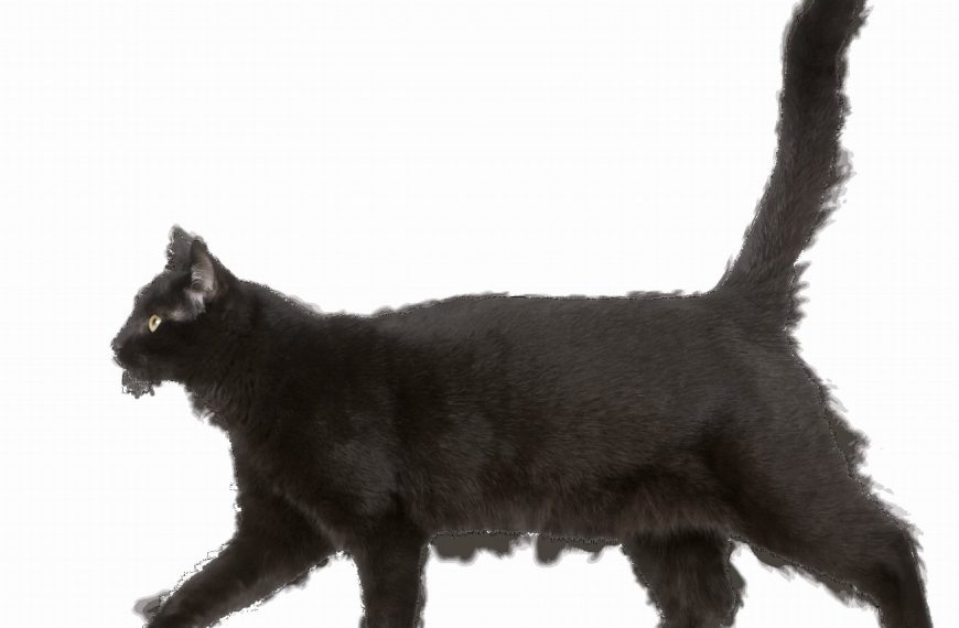Découvrez comment le jeu peut transformer la santé mentale de votre chat en un clin d&rsquo;œil !