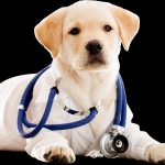 Découvrez comment le repos peut sauver la santé de votre chien !