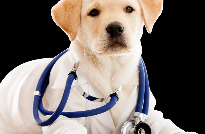 Découvrez comment le repos peut sauver la santé de votre chien !