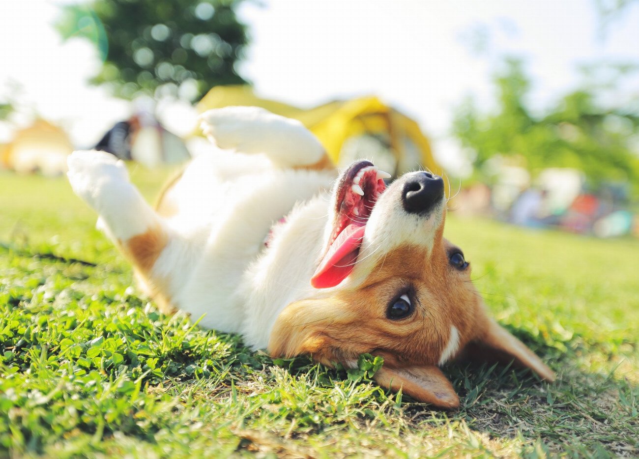 Découvrez comment les chiens vivent le deuil et soyez bouleversé…