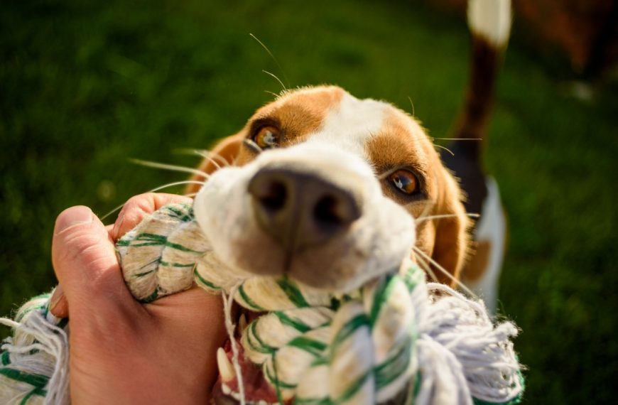 Découvrez comment les jeux peuvent transformer la vie de votre chien et améliorer son bien-être !