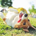 Découvrez comment les massages peuvent transformer la vie de votre chien et le rendre plus heureux que jamais !