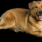 Découvrez comment les sports canins peuvent transformer votre chien en athlète et renforcer votre complicité !