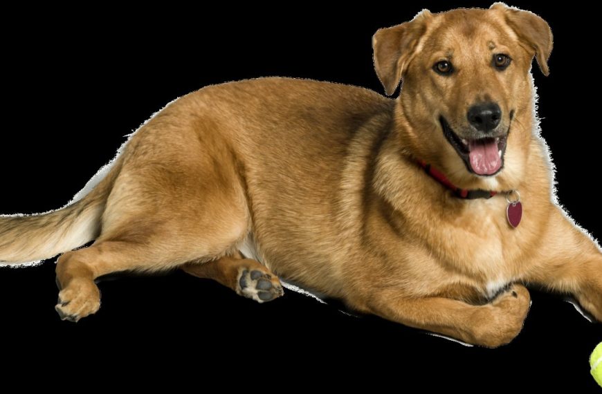 Découvrez comment les sports canins peuvent transformer votre chien en athlète et renforcer votre complicité !