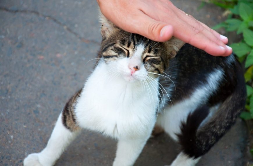 Découvrez comment prévenir et soigner les troubles digestifs inflammatoires chez votre chat pour une santé optimale !
