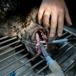 Découvrez comment prévenir les problèmes dentaires chez votre chien pour lui offrir une hygiène bucco-dentaire parfaite !