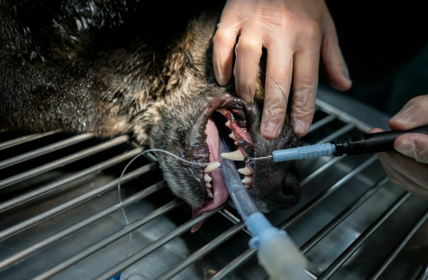 Découvrez comment prévenir les problèmes dentaires chez votre chien pour lui offrir une hygiène bucco-dentaire parfaite !