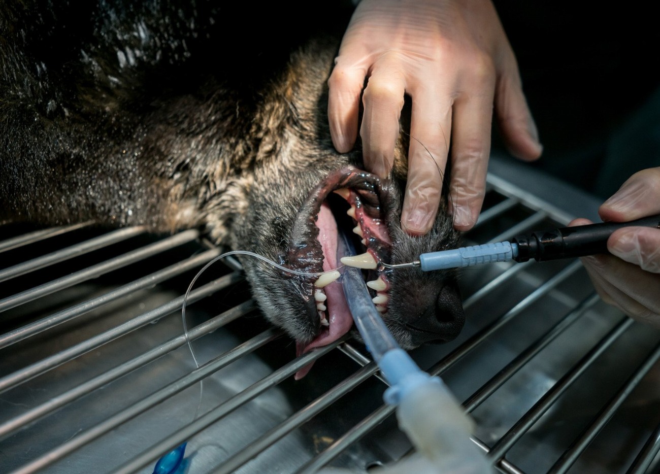 Découvrez comment prévenir les problèmes dentaires chez votre chien pour…