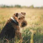 Découvrez comment prévenir les problèmes respiratoires chez votre chien et lui assurer une santé optimale !