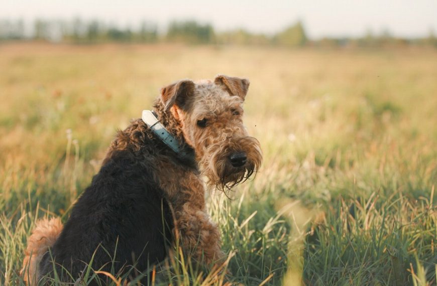 Découvrez comment prévenir les problèmes respiratoires chez votre chien et lui assurer une santé optimale !