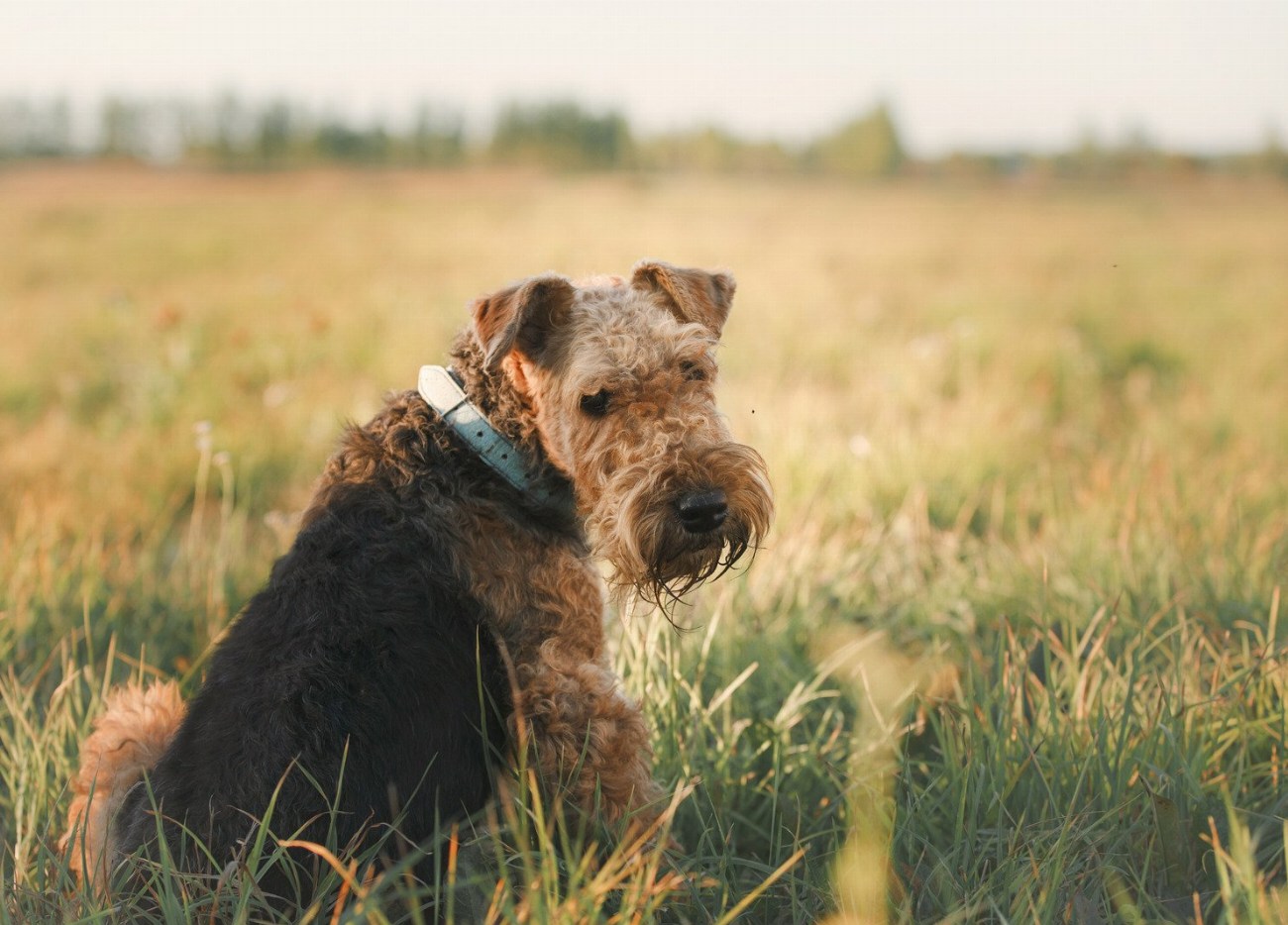 Découvrez comment prévenir les problèmes respiratoires chez votre chien et…