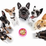 Découvrez comment protéger votre chien des allergies alimentaires avec ces conseils essentiels !