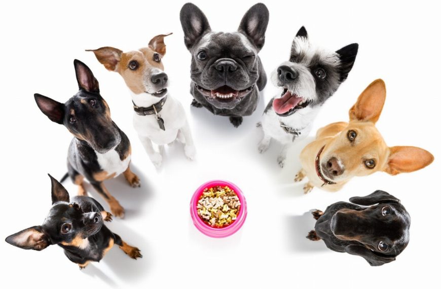 Découvrez comment protéger votre chien des allergies alimentaires avec ces conseils essentiels !