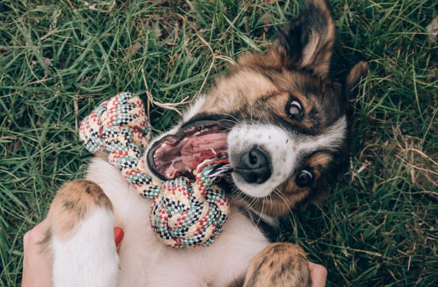 Découvrez comment une relation maître-chien peut changer votre vie à jamais !
