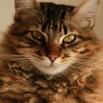 Découvrez comment une simple routine peut transformer la vie de votre chat et garantir sa stabilité !