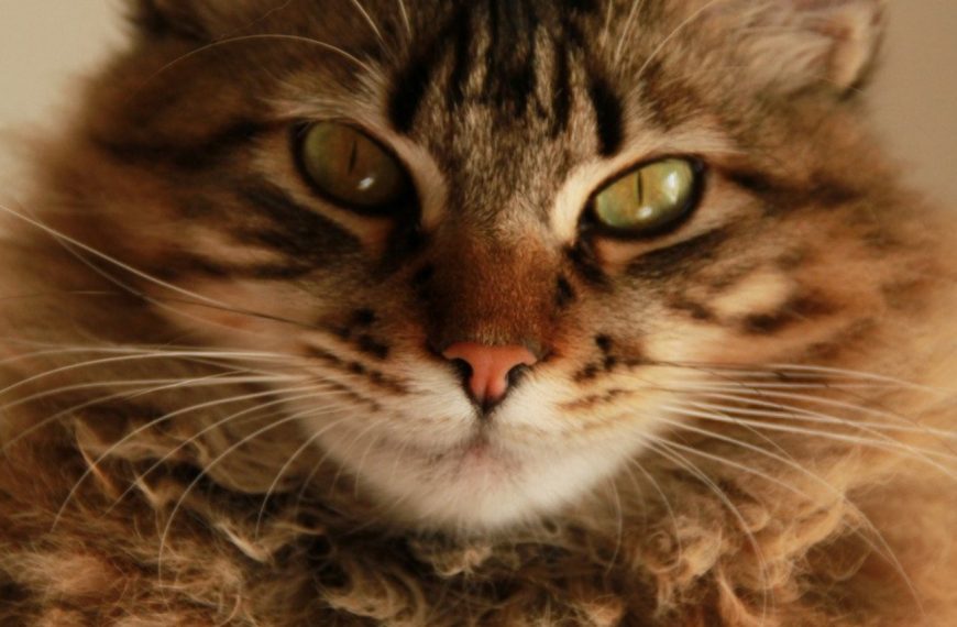 Découvrez comment une simple routine peut transformer la vie de votre chat et garantir sa stabilité !