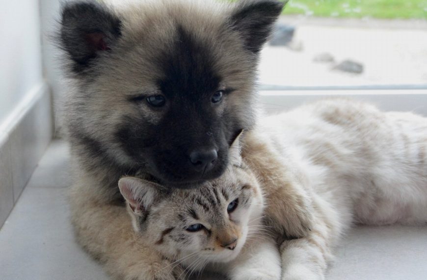 Découvrez comment voyager en toute complicité avec votre chien et faire de chaque voyage une expérience inoubliable !
