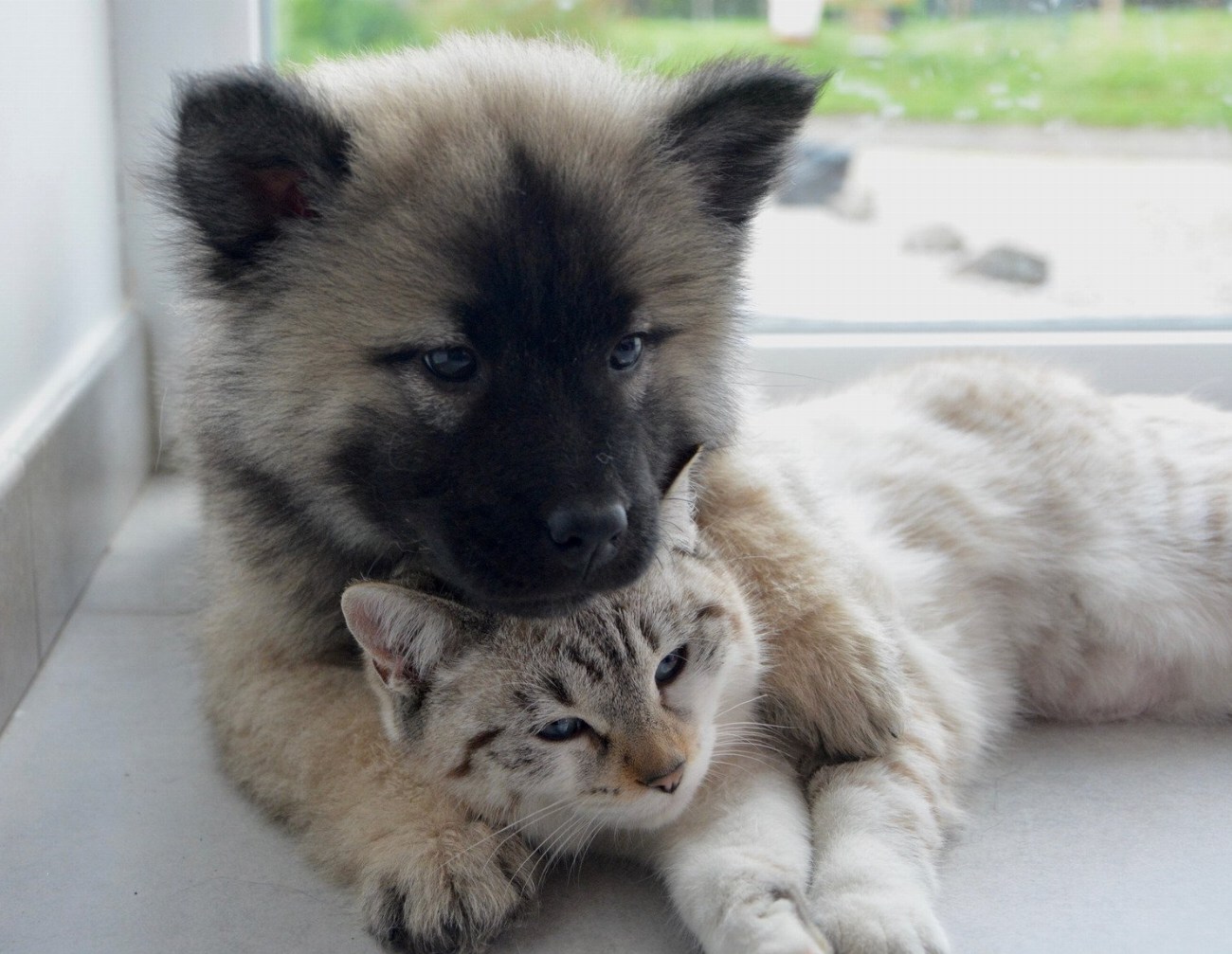 Découvrez comment voyager en toute complicité avec votre chien et…