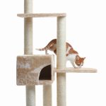 Découvrez l&rsquo;astuce imparable pour empêcher votre chat de manger les insectes et de gratter les portes – vous ne devinerez jamais !