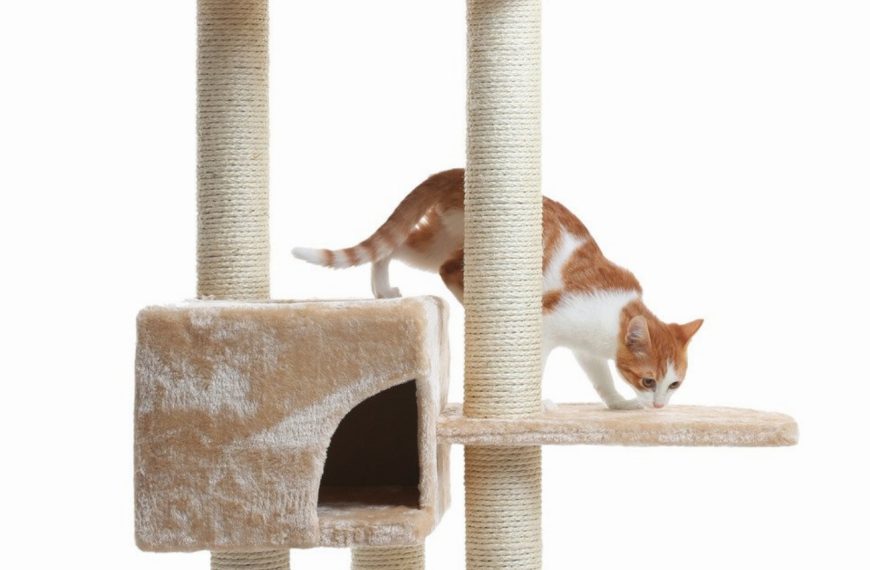 Découvrez l&rsquo;astuce imparable pour empêcher votre chat de manger les insectes et de gratter les portes – vous ne devinerez jamais !