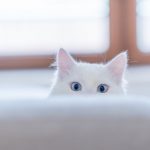 Découvrez l&rsquo;astuce secrète pour stopper instantanément les comportements compulsifs de votre chat !