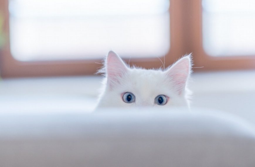 Découvrez l&rsquo;astuce secrète pour stopper instantanément les comportements compulsifs de votre chat !