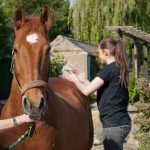 Découvrez l&rsquo;incroyable pouvoir du shiatsu équin pour le bien-être de votre cheval !
