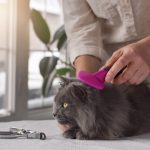 Découvrez la brosse pour chat qui transforme instantanément son pelage en une magnifique fourrure soyeuse !