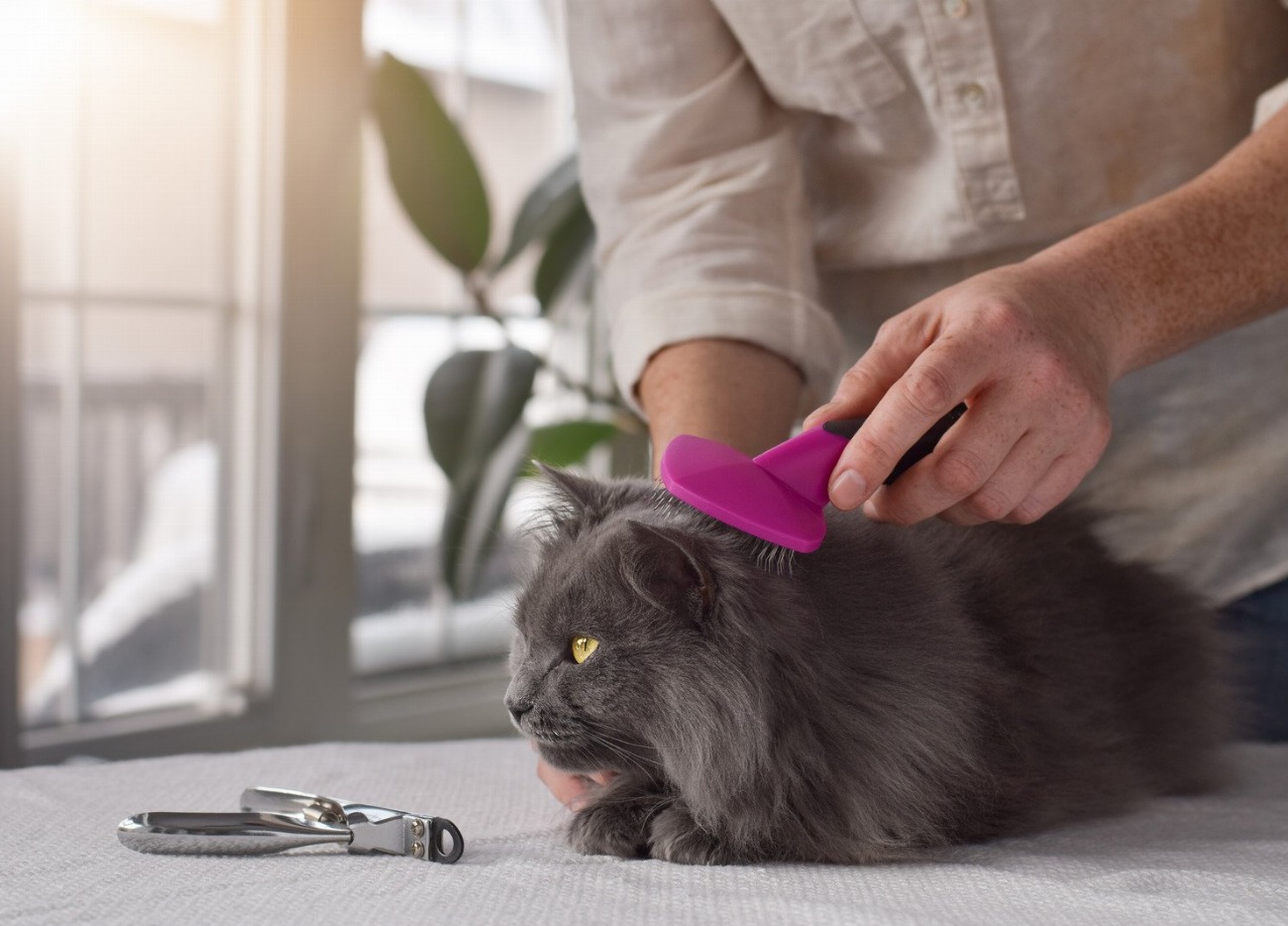 Découvrez la brosse pour chat qui transforme instantanément son pelage…