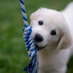 Découvrez la méthode infaillible pour éduquer votre chiot et éviter les problèmes de comportement !
