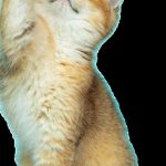 Découvrez LA méthode infaillible pour empêcher votre chat de grimper sur les rideaux ! Vous n&rsquo;en croirez pas vos yeux !