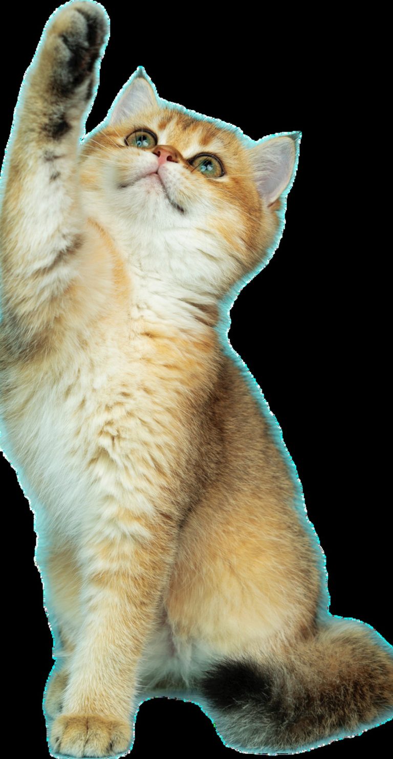 Découvrez LA méthode infaillible pour empêcher votre chat…
