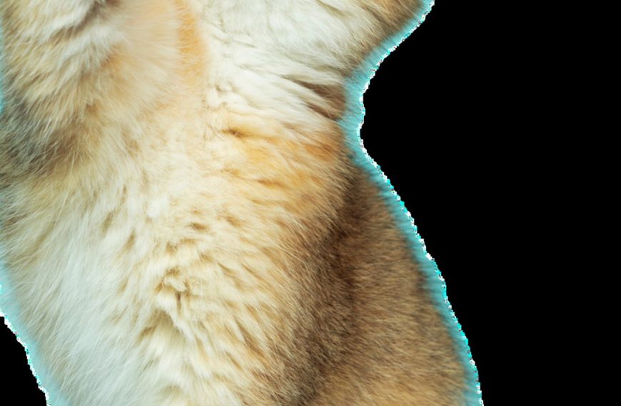 Découvrez LA méthode infaillible pour empêcher votre chat de grimper sur les rideaux ! Vous n&rsquo;en croirez pas vos yeux !