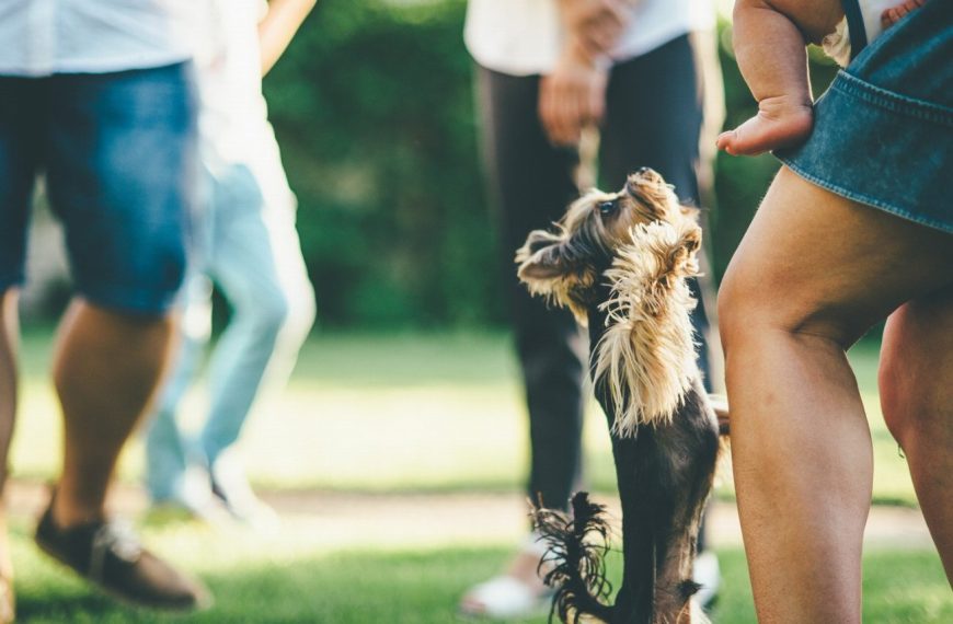 Découvrez la méthode infaillible pour empêcher votre chien de sauter sur les gens ! Vous n’allez pas croire vos yeux !
