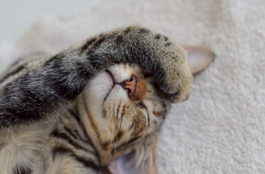 Découvrez la méthode infaillible pour mettre fin aux marquages chez votre chat !