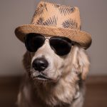 Découvrez la méthode secrète pour désamorcer les comportements agressifs envers les inconnus et vivre en harmonie !