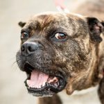Découvrez la méthode ultime pour mettre fin aux comportements agressifs envers les autres animaux ! Vous n&rsquo;en croirez pas vos yeux !