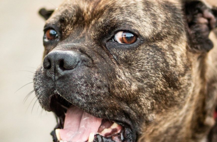 Découvrez la méthode ultime pour mettre fin aux comportements agressifs envers les autres animaux ! Vous n’en croirez pas vos yeux !