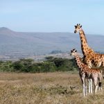 Découvrez la mystérieuse girafe sans taches qui défie toutes les lois de la nature !