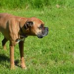 Découvrez la niche parfaite pour votre chien : confort et style garantis !