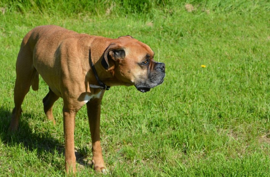 Découvrez la niche parfaite pour votre chien : confort et style garantis !