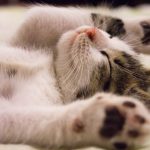 Découvrez la routine d&rsquo;exercices révolutionnaire pour rendre votre chat ultra tonique !