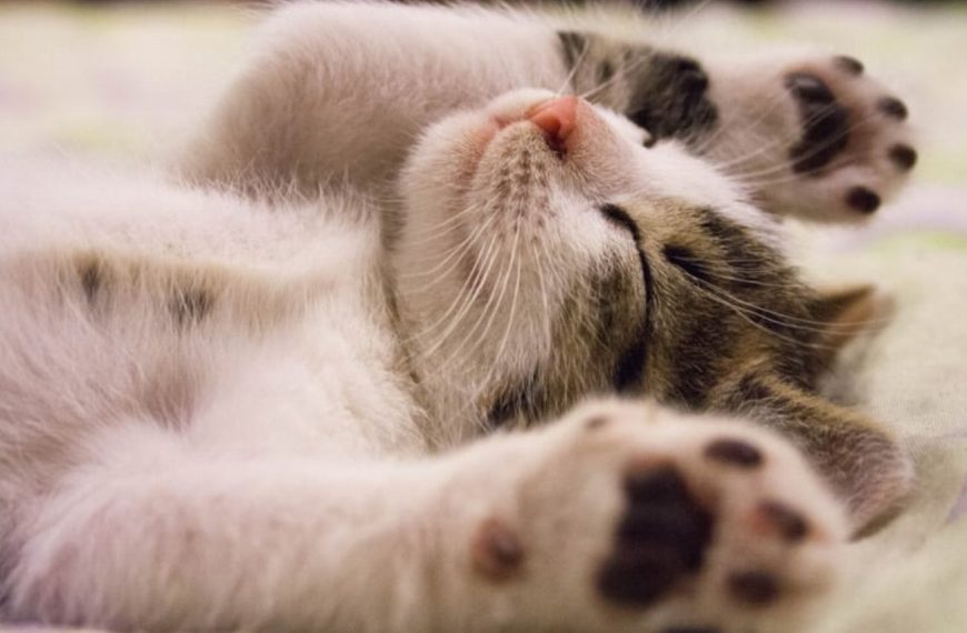 Découvrez la routine d&rsquo;exercices révolutionnaire pour rendre votre chat ultra tonique !